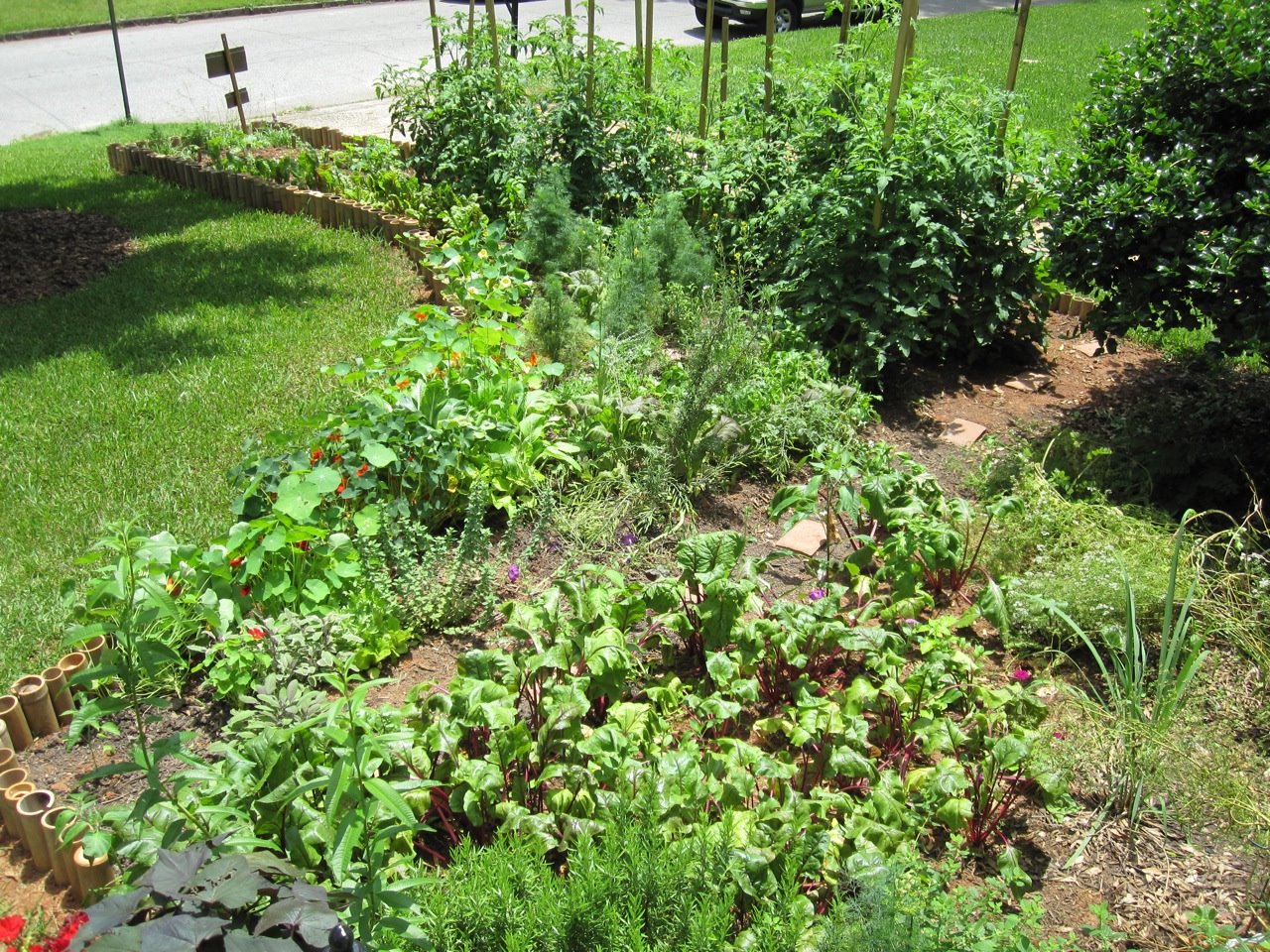 [Garden+june09+vegetables+and+herbs.jpg]