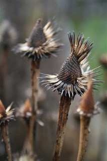 Coneflower seedheads in winter