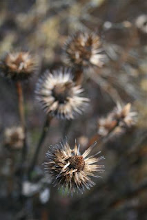 Coneflower seed heads in winter