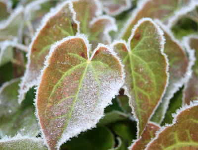 Epimedium edged in frost