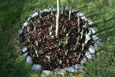 Underplanting of spring bulbs