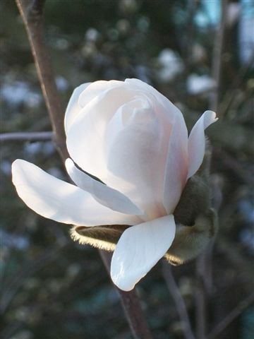 [Magnolia+006.jpg]