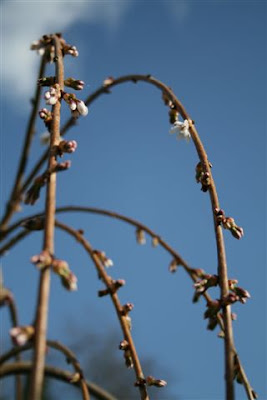 Weeping cherry