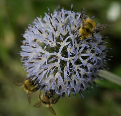 Bumblebees on globe thistle flower