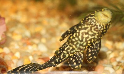 Underside of plecostomus