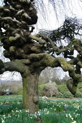 Very contorted willow tree