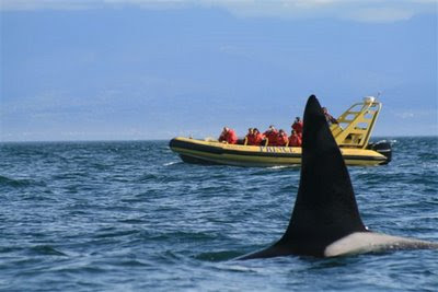 Whale Watching Boat and Orca