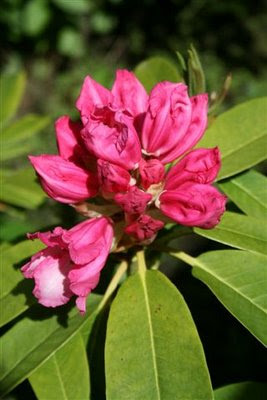 Rhododendrum flower