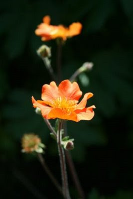 Pretty orange flower