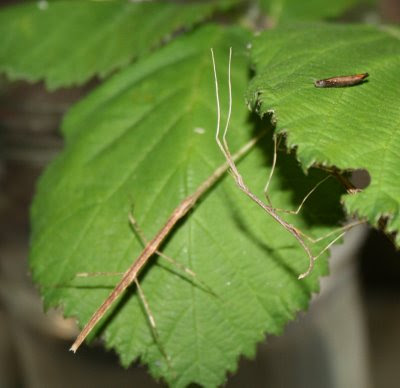 Baby stick bugs and stick bug egg