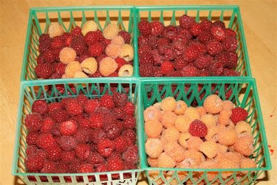 Red and gold raspberry harvest from the garden