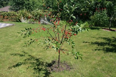 Young Morello sour cherry tree