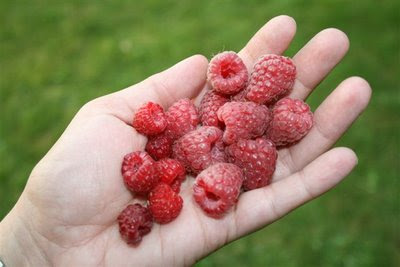 Large and small red raspberries