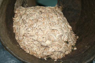 Wasp nest inside an empty flower pot