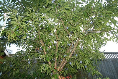 Italian plum tree