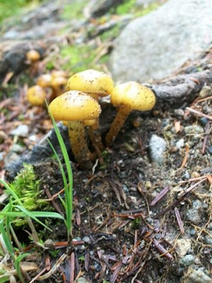 Mushrooms in BC