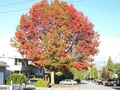 Large oak in fall colours