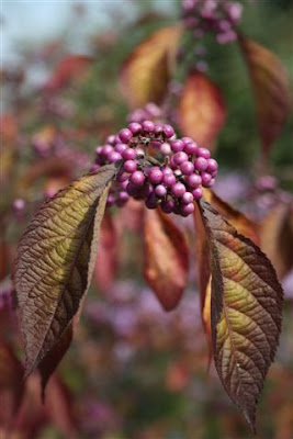 Callicarpa bodinieri berries