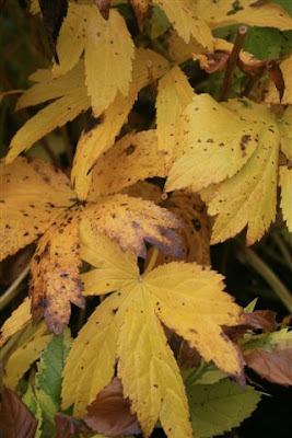 Astrantia major in Autumn yellow