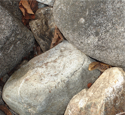 Lizard peeking