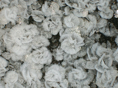 Frost rosettes