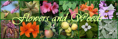Garden collage header