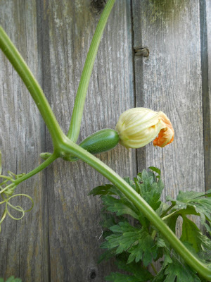 Small zucchini