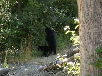 Black bear with cub