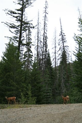 Mule deer