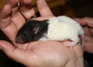 Curly haired (rex) rat