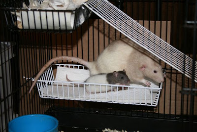 Boy rats Bear and Archie
