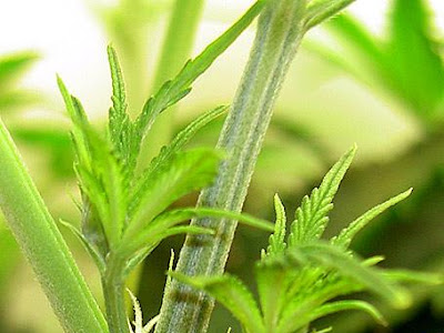 [10000印刷√] 大麻 開花 期 293357-大麻開花期 水やり