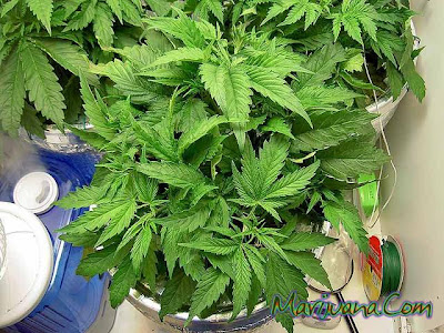 画像 大麻花期湿度 344027