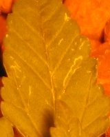 [1134Leaf-minors4-MISC.jpg]
