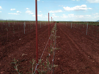 Plantación de olivar superintensivo con espaldera realizada con Tutorolivo 2,10 m