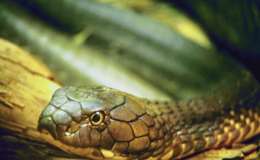 Is there a snake