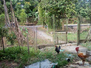 Chickens (photograph)