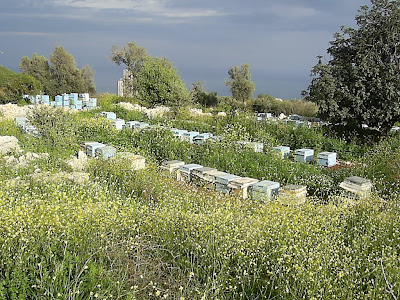 arıcılık bilgi ve yeniliklerin paylaşımı..: Mart 2009