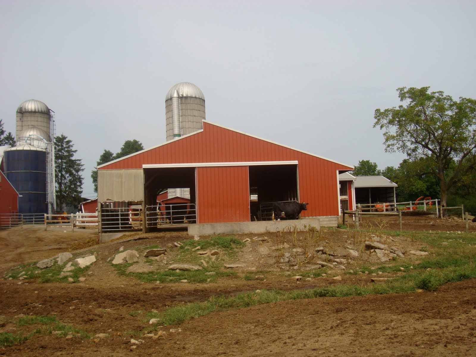 Klein Farms Dairy and Creamery Sassy the Cow