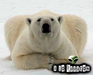 [oso+polar.bmp]