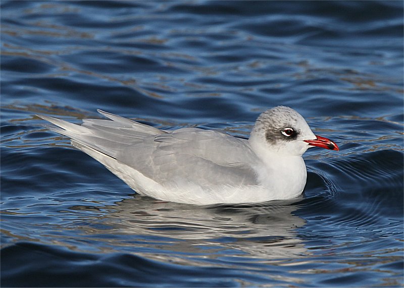 gull med mediterranean wildlife murfs adult water