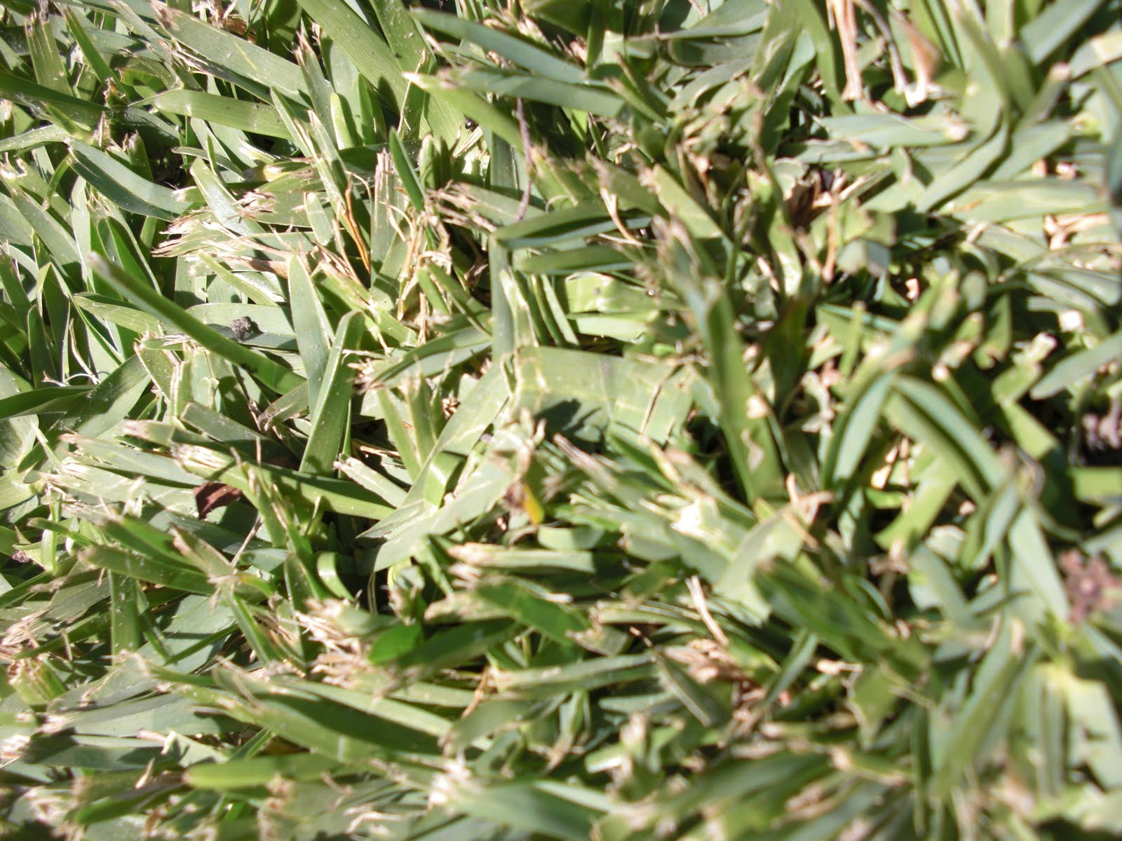 karasblog Monocot plant with flower and leaf