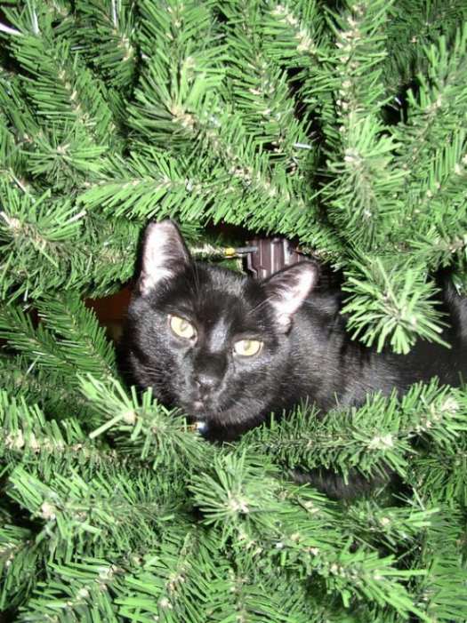 Funny cat and christmas tree gallery Funny Pictures Shake The World