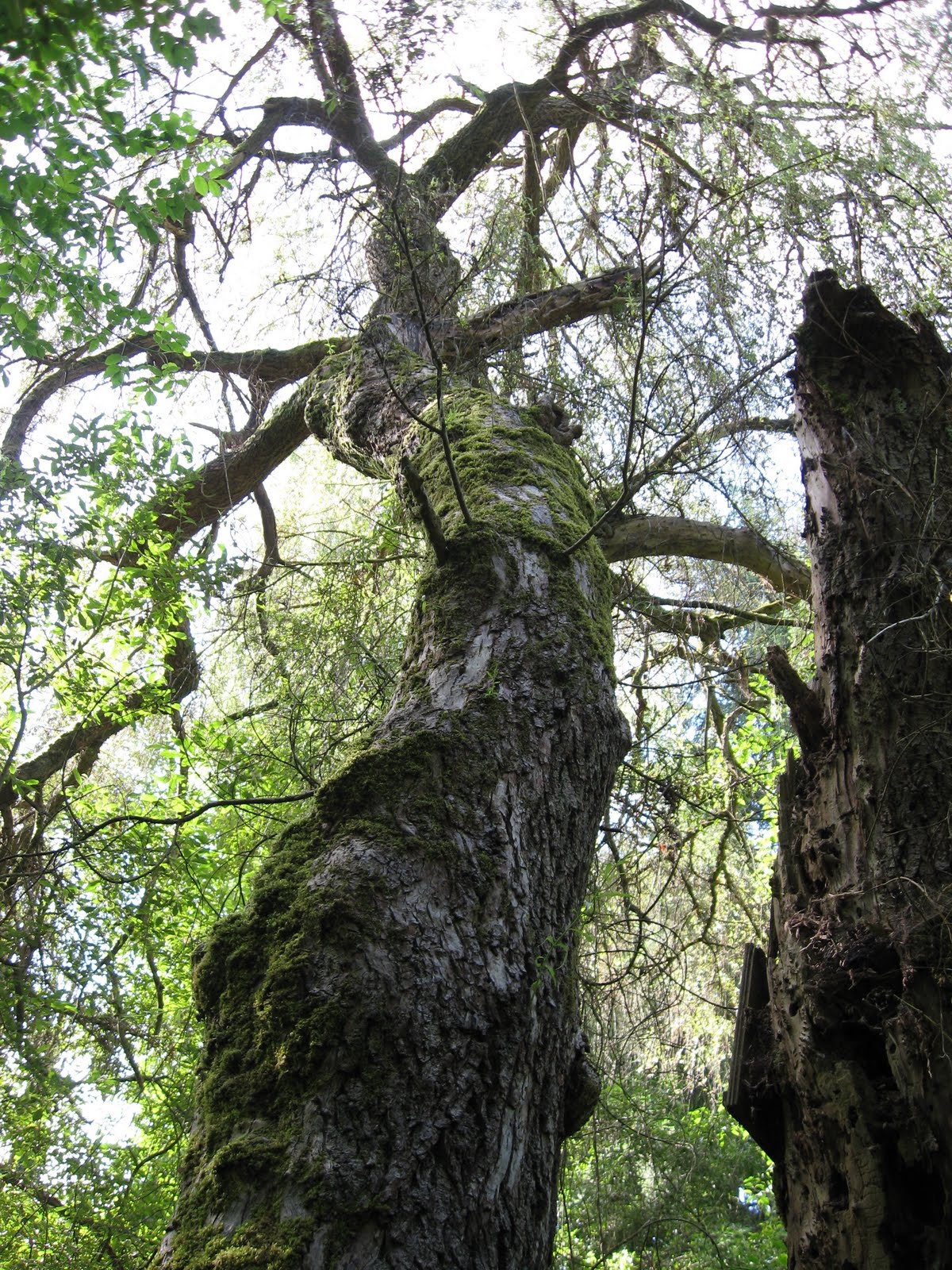Of Paramount Importance Save the TreesSeattle Forms Broad Coalition
