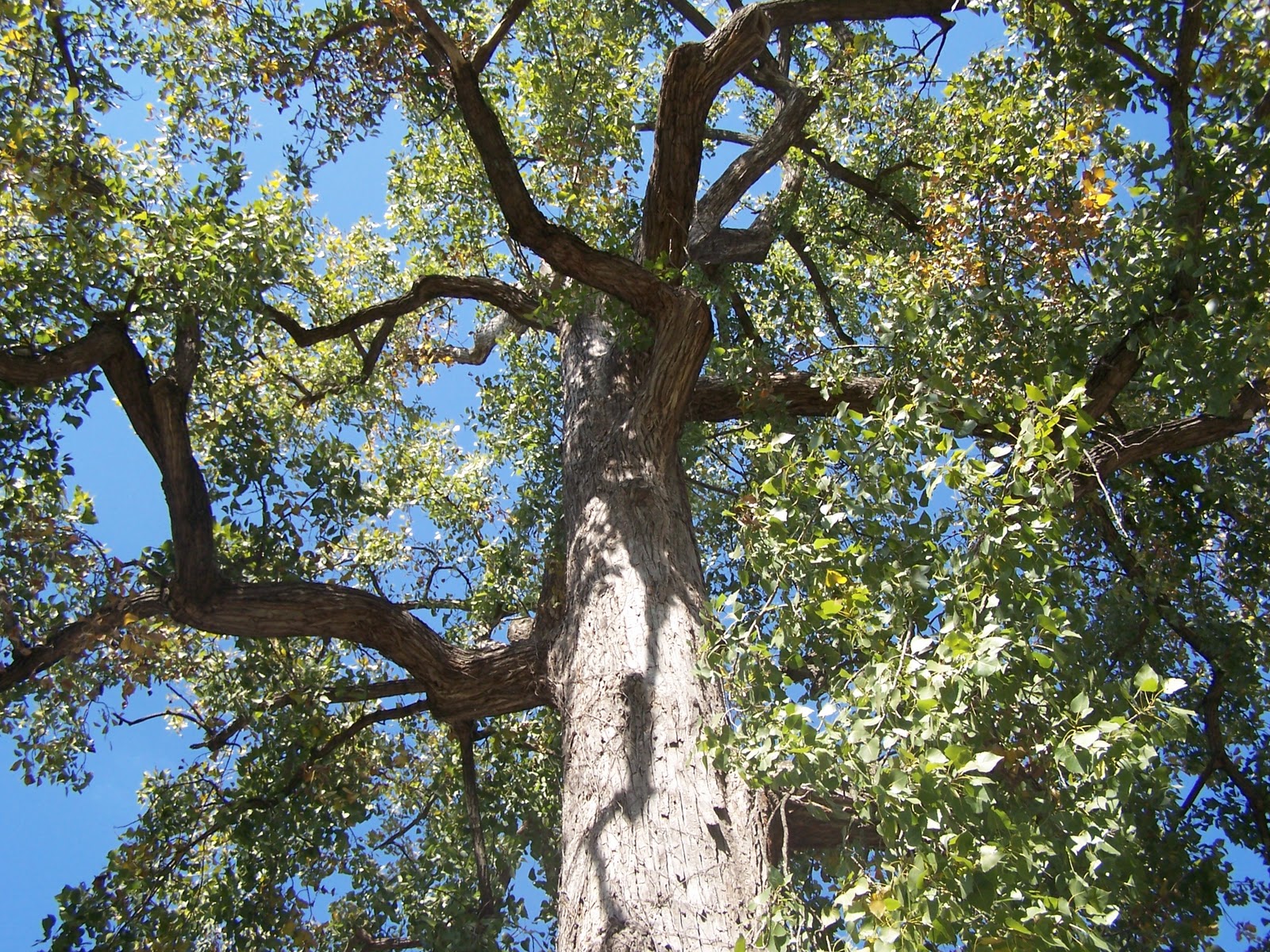 A Day In The Ozark Mountains Slow Down To Take A Look At The Trees