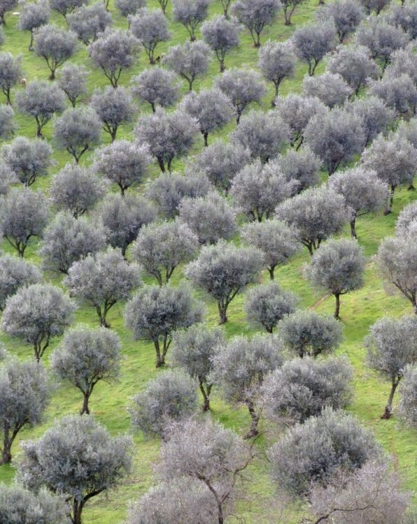 [Novembro+-+Oliveiras+Paulo+Ferreira.jpg]