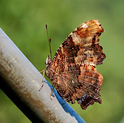 愛往外跑的GRACE