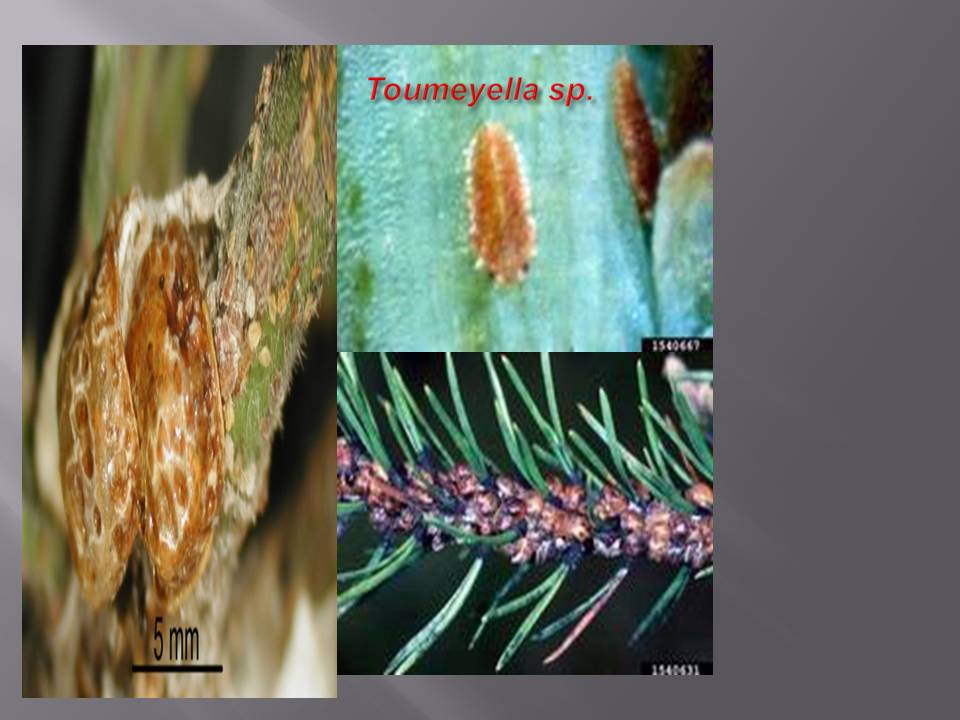 ENTOMOLOGIA FORESTAL: INSECTOS FORMADORES DE AGALLAS