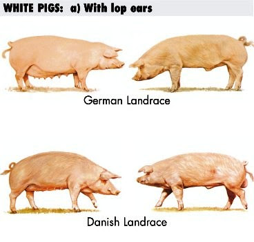 Cerdo y Cerda Danish y German Landrace para prolificidad