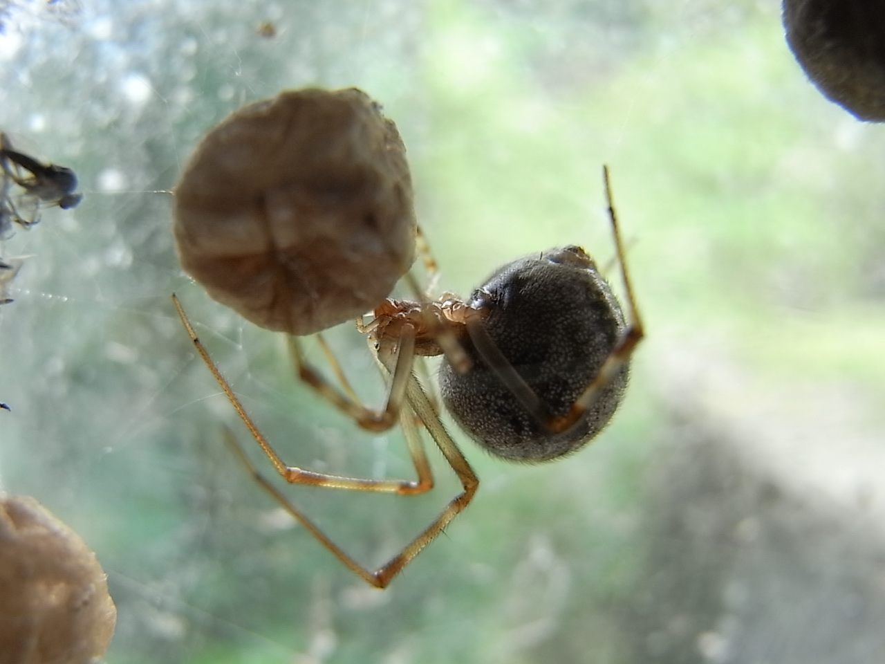 monotarcie araignées des maisons